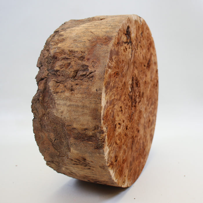 Cottonwood Burl Round, 8.8" x 3.5" Thick  - Stock #41585