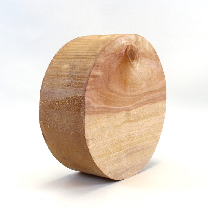 Birch Round, 7" x 2.6" Thick  - Stock #42508
